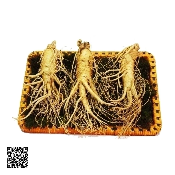 Nhân Sâm Tươi Hàn Quốc 3 Củ/kg