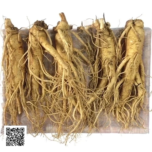 Nhân Sâm Tươi Hàn Quốc 5 Củ/Kg