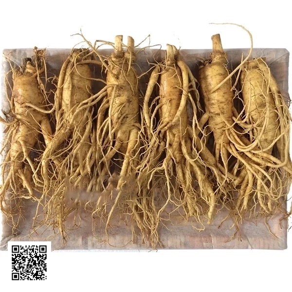 Nhân Sâm Tươi Hàn Quốc 6 Củ/Kg