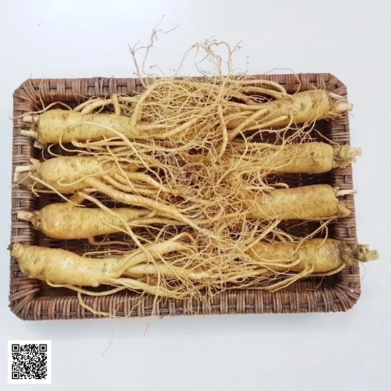 Nhân Sâm Tươi Hàn Quốc 8 Củ/Kg
