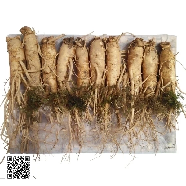 Nhân Sâm Tươi Hàn Quốc 10 Củ/Kg