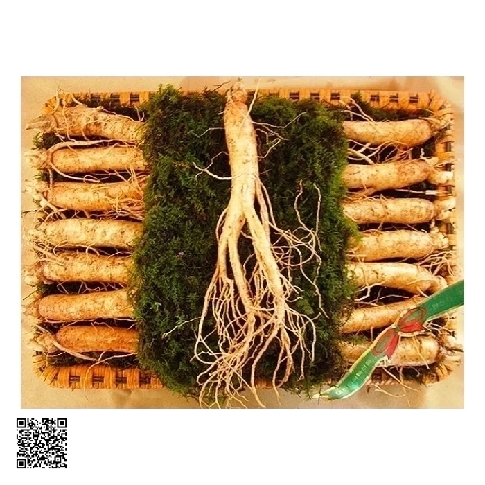 Nhân Sâm Tươi Hàn Quốc 12 - 14 Củ/kg