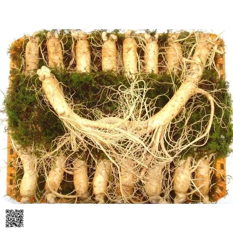 Nhân Sâm Tươi Hàn Quốc 16 - 18 Củ/kg