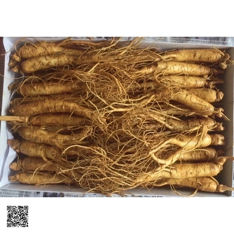 Nhân Sâm Tươi Hàn Quốc 20 - 30 Củ/kg