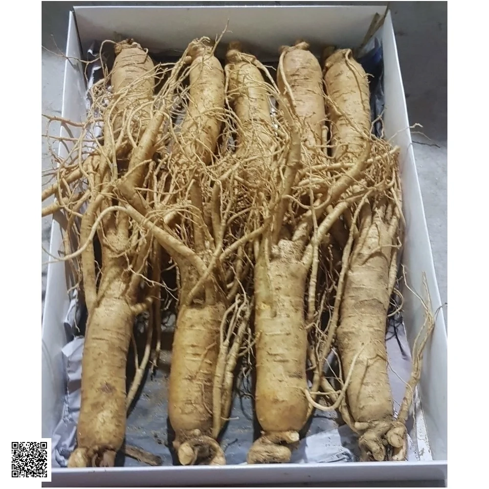 Nhân Sâm Tươi Hàn Quốc 9 Củ/Kg - Hàng Đẹp Đủ Tuổi